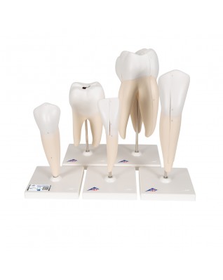 Diş Modeli Serisi - 5 Model - 3B Smart Anatomy