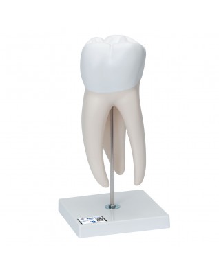 Diş Modeli - 6 parça - 3B Smart Anatomy