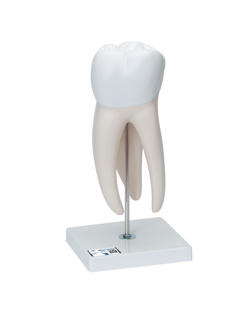 Diş Modeli - 6 parça - 3B Smart Anatomy