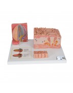 3B MICROanatomie™ dil - 3B Smart Anatomy