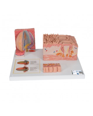 3B MICROanatomie™ dil - 3B Smart Anatomy