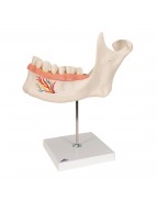 Alt Çene Modeli - 6 parça, 3 kat büyütülmüş - 3B Smart Anatomy