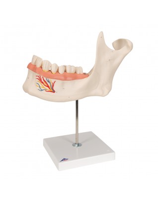 Alt Çene Modeli - 6 parça, 3 kat büyütülmüş - 3B Smart Anatomy