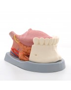 Dil modeli, 2,5 kat büyütülmüş, 4 parçalı - 3B Smart Anatomy