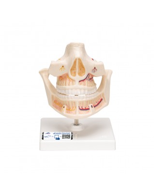 Yetişkin Diş Modeli - 3B Smart Anatomy