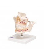 Diş Gelişimi Modeli - 3B Smart Anatomy