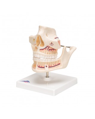 Diş Gelişimi Modeli - 3B Smart Anatomy