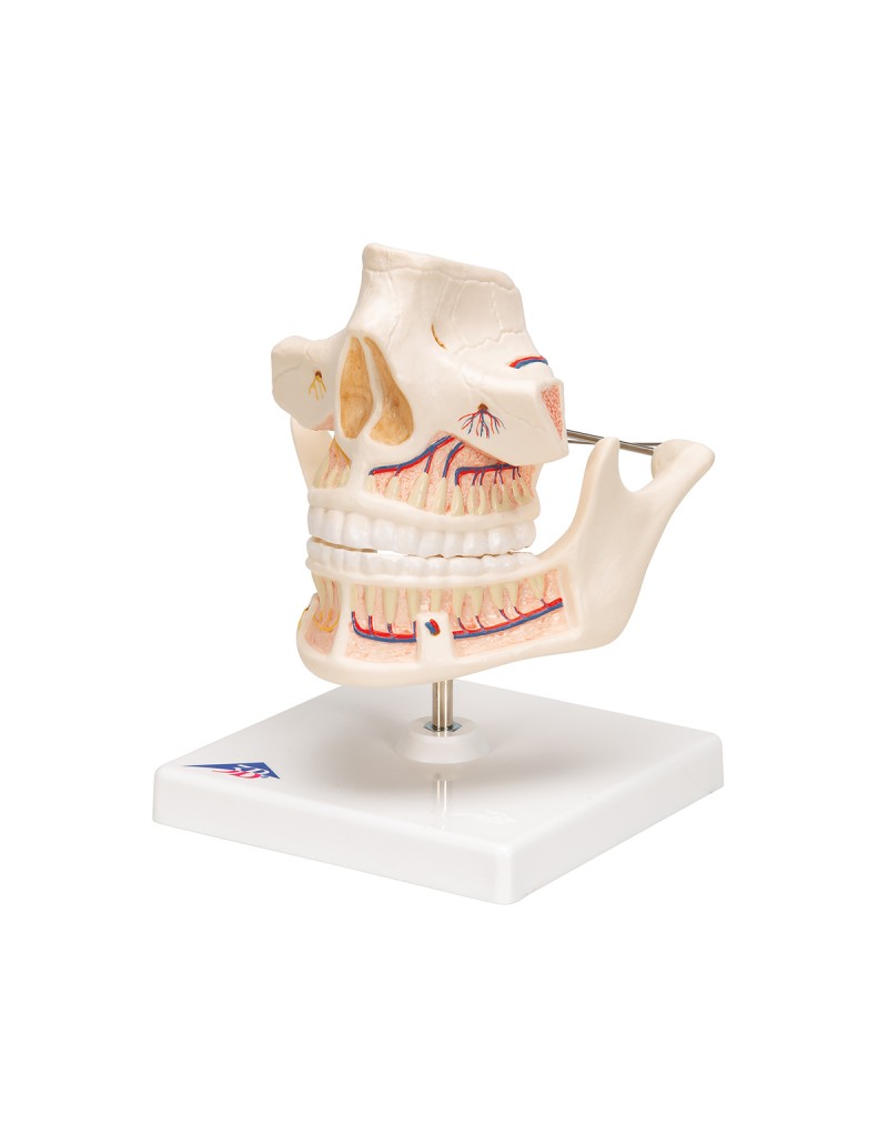 Diş Gelişimi Modeli - 3B Smart Anatomy