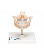 Süt Dişi Modeli - 3B Smart Anatomy