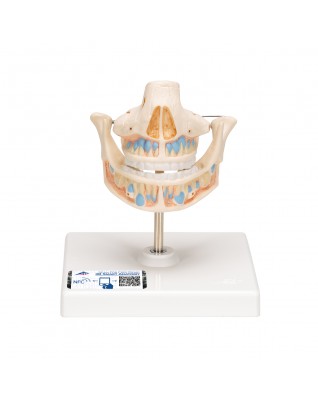 Süt Dişi Modeli - 3B Smart Anatomy
