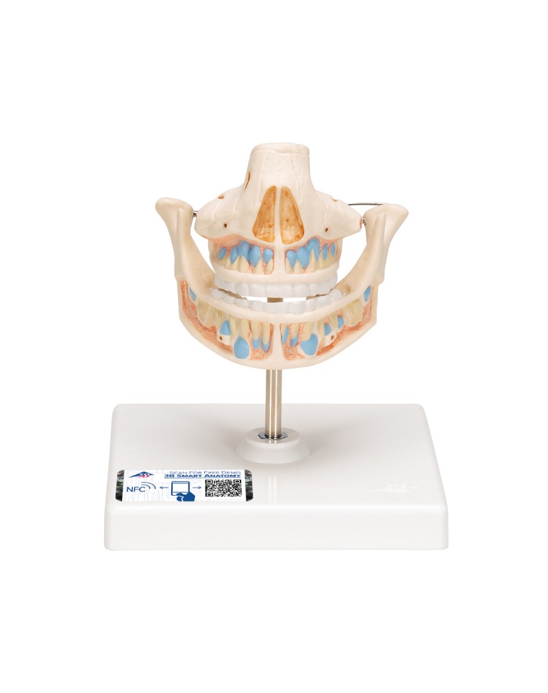 Süt Dişi Modeli - 3B Smart Anatomy