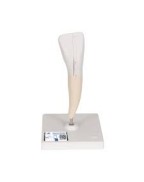 Alt Kesici Diş Modeli - 2 parça - 3B Smart Anatomy