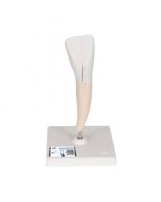 Alt Kesici Diş Modeli - 2 parça - 3B Smart Anatomy