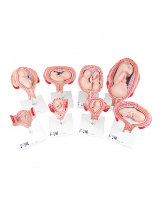 3B Scientific® Hamilelik serisi - 3B Smart Anatomy