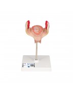 Embriyo modeli, 2. ay - 3B Smart Anatomy