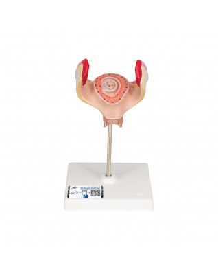 Embriyo modeli, 2. ay - 3B Smart Anatomy