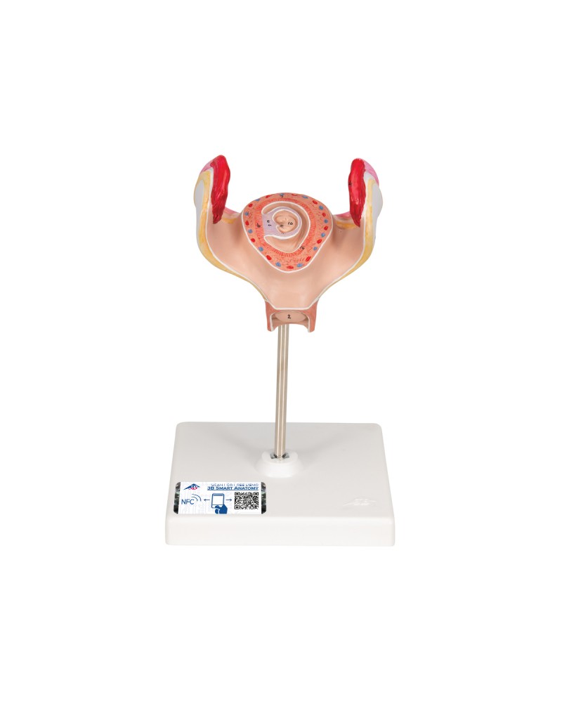 Embriyo modeli, 2. ay - 3B Smart Anatomy