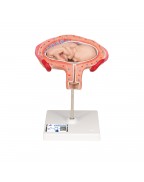 Fetüs modeli, 3. ay - 3B Smart Anatomy