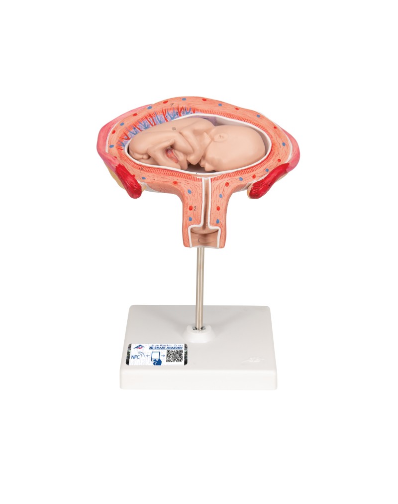 Fetüs modeli, 3. ay - 3B Smart Anatomy