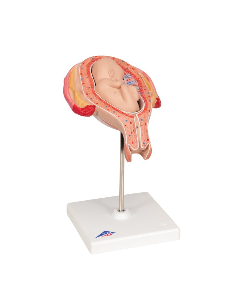 Fetüs, 5. ay, ters konum - 3B Smart Anatomy
