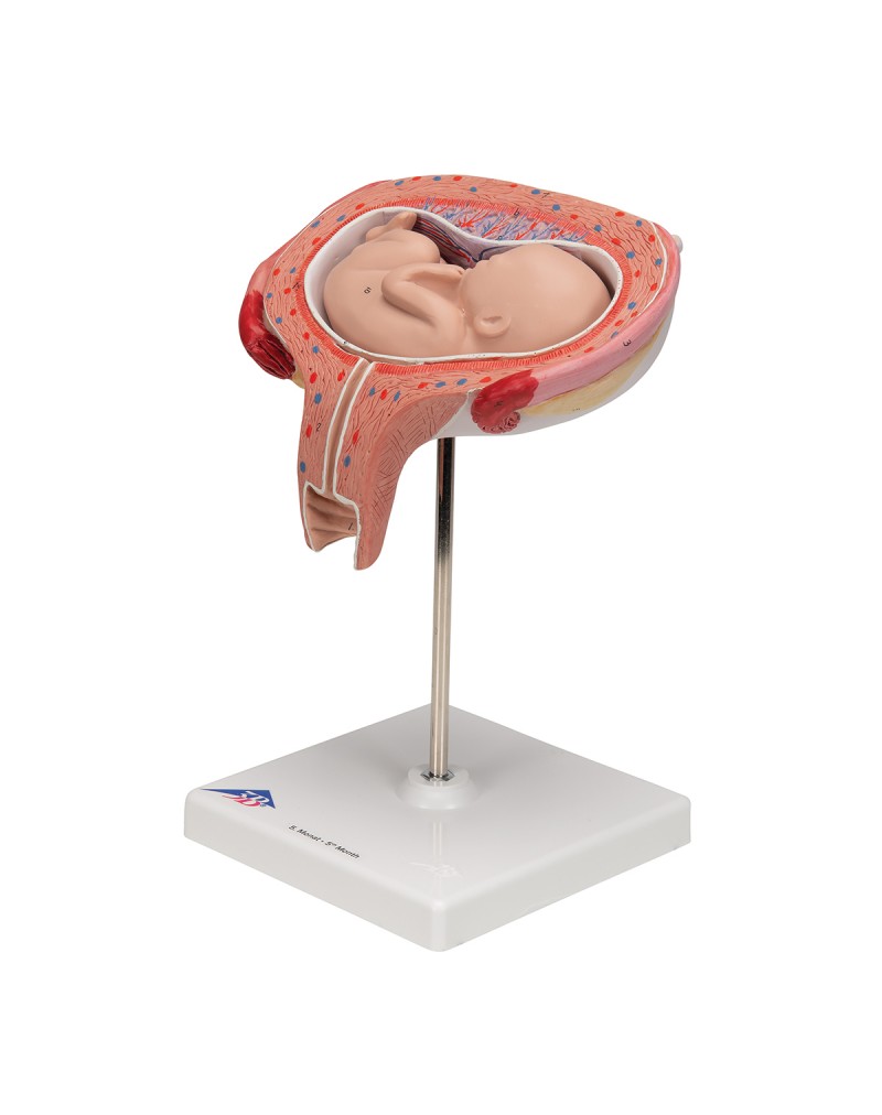 Fetüs, 5. ay, sırtüstü konum - 3B Smart Anatomy