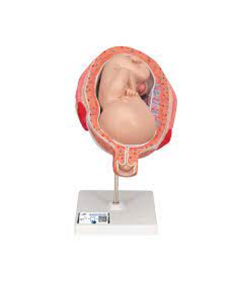 5 Aylık İkiz Ceninler - Normal Pozisyon - 3B Smart Anatomy