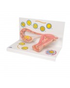 Döllenme ve Embriyo evreleri, 2 kat büyütülmüş - 3B Smart Anatomy