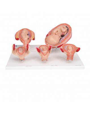 3B Scientific® Hamilelik serisi, 5 model - 3B Smart Anatomy