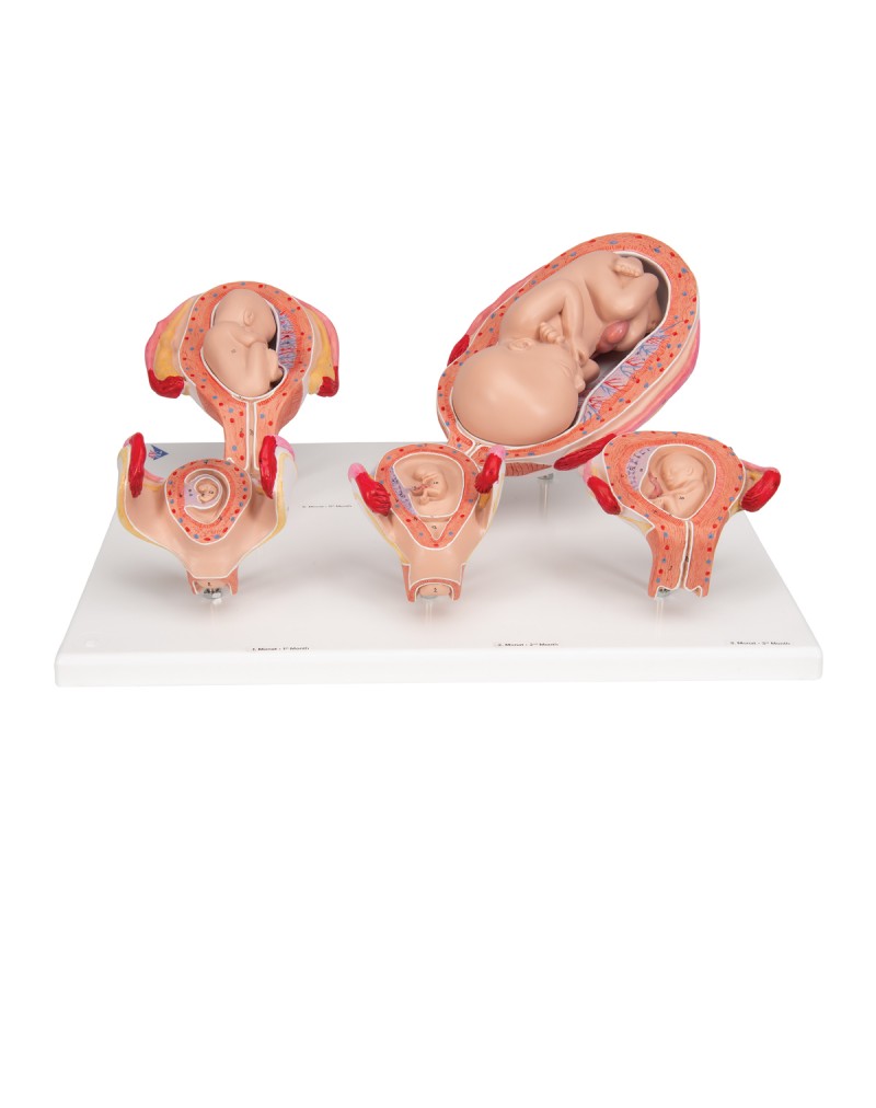 3B Scientific® Hamilelik serisi, 5 model - 3B Smart Anatomy