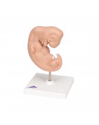 Embriyo, 25 kat büyütülmüş - 3B Smart Anatomy