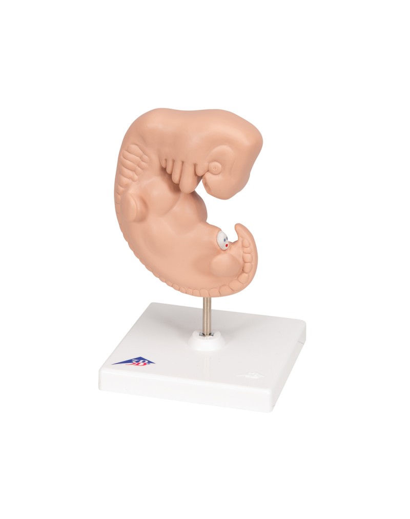 Embriyo, 25 kat büyütülmüş - 3B Smart Anatomy