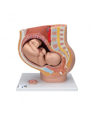 Gebelik pelvisi, 3 parçalı - 3B Smart Anatomy