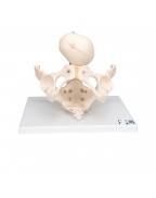 Doğum sırasında pelvis - 3B Smart Anatomy