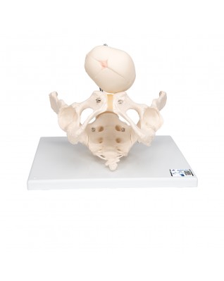 Doğum sırasında pelvis - 3B Smart Anatomy