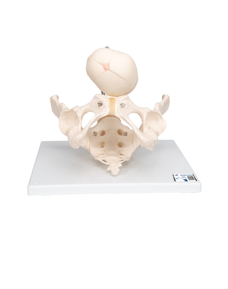 Doğum sırasında pelvis - 3B Smart Anatomy