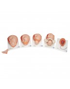 Doğum evreleri modeli - 3B Smart Anatomy