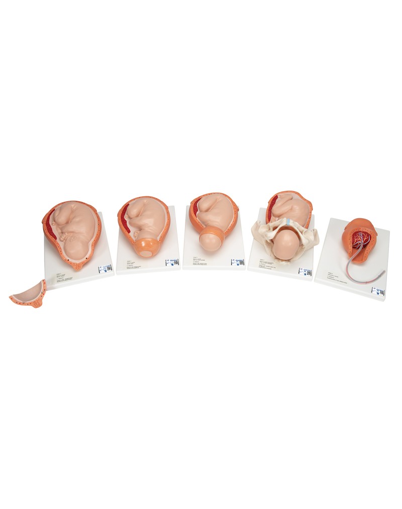 Doğum evreleri modeli - 3B Smart Anatomy