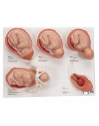 Doğum evreleri modeli - 3B Smart Anatomy