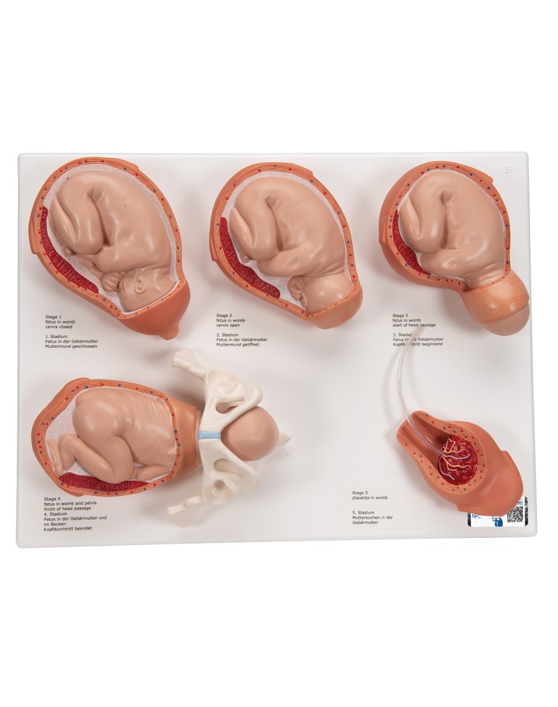Doğum evreleri modeli - 3B Smart Anatomy