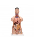 Japonyalı, iki cinsiyetli gövde, 18 parçalı - 3B Smart Anatomy