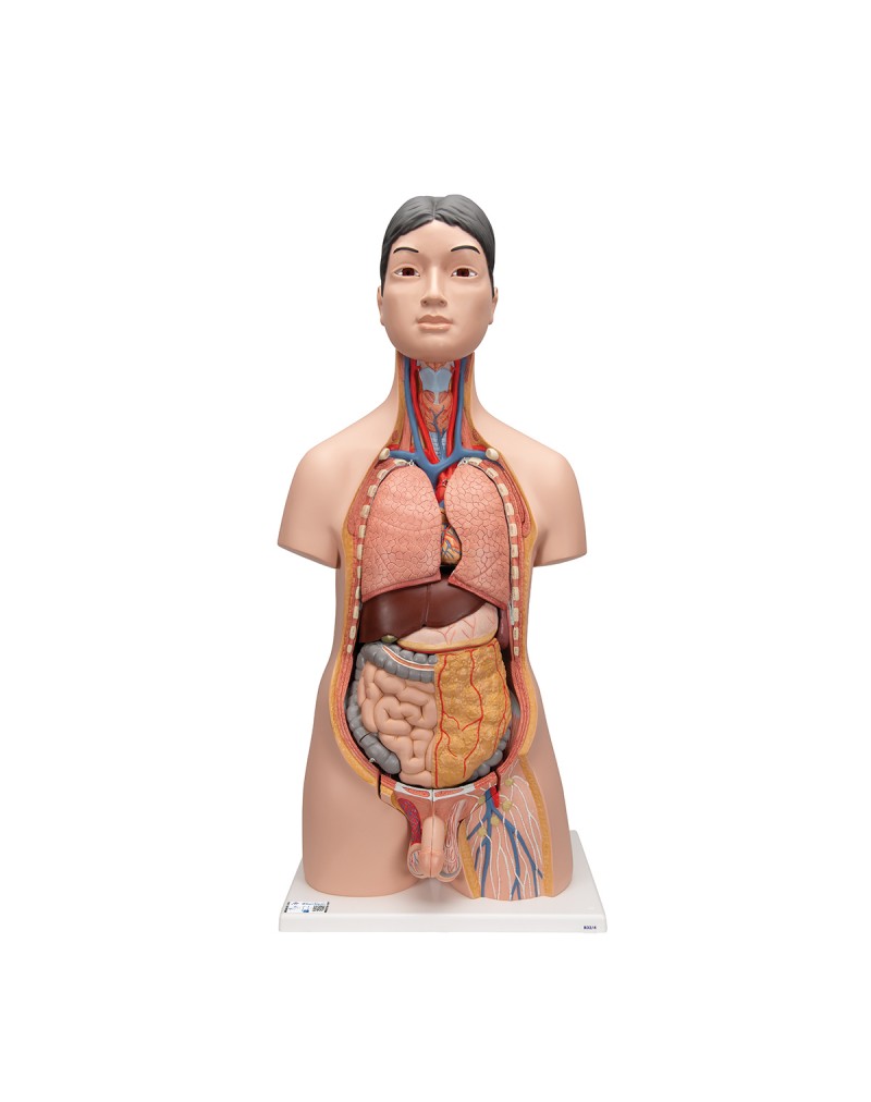 Japonyalı, iki cinsiyetli gövde, 18 parçalı - 3B Smart Anatomy
