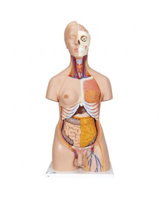 İki cinsiyetli lüks gövde, 20 parçalı - 3B Smart Anatomy