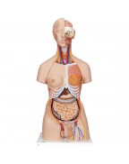 Sırtı açık, iki cinsiyetli lüks gövde, 28 parça - 3B Smart Anatomy