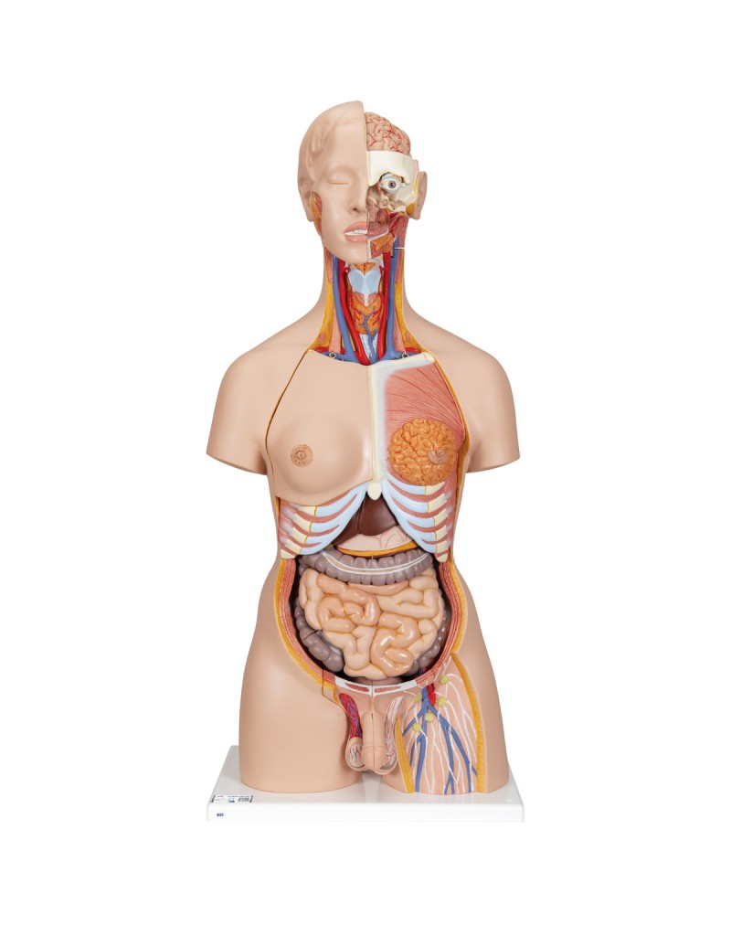 Sırtı açık, iki cinsiyetli lüks gövde, 28 parça - 3B Smart Anatomy