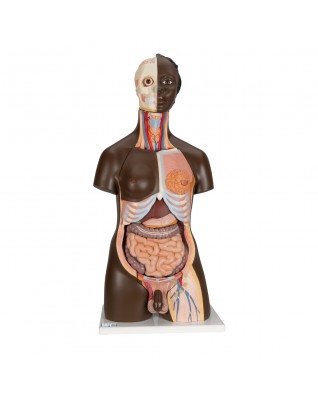 Afrikalı gövde, iki cinsiyetli, 24 parçalı - 3B Smart Anatomy