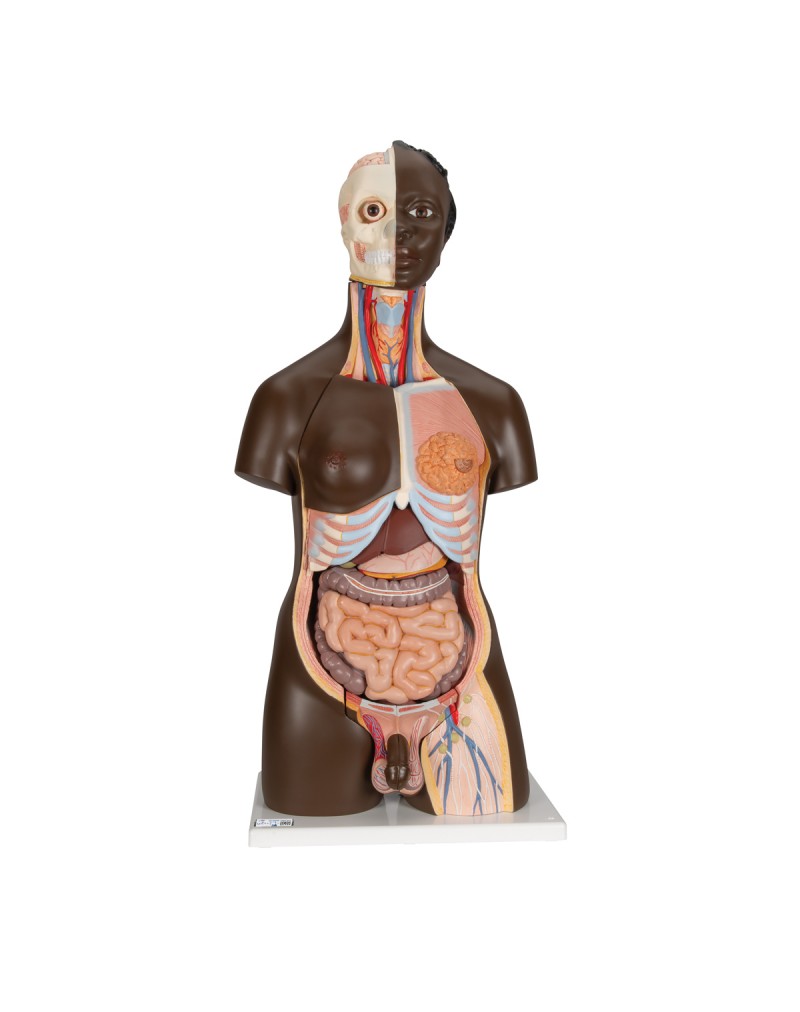 Afrikalı gövde, iki cinsiyetli, 24 parçalı - 3B Smart Anatomy