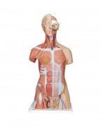 İki cinsiyetli lüks kaslı gövde, 31 parçalı - 3B Smart Anatomy