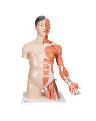 Asyalı, iki cinsiyetli adaleli kola sahip lüks gövde, 33 parça - 3B Smart Anatomy