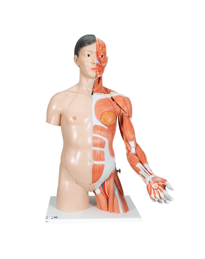 Asyalı, iki cinsiyetli adaleli kola sahip lüks gövde, 33 parça - 3B Smart Anatomy