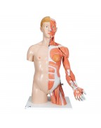 İki cinsiyetli adaleli kola sahip lüks gövde, 33 parça - 3B Smart Anatomy